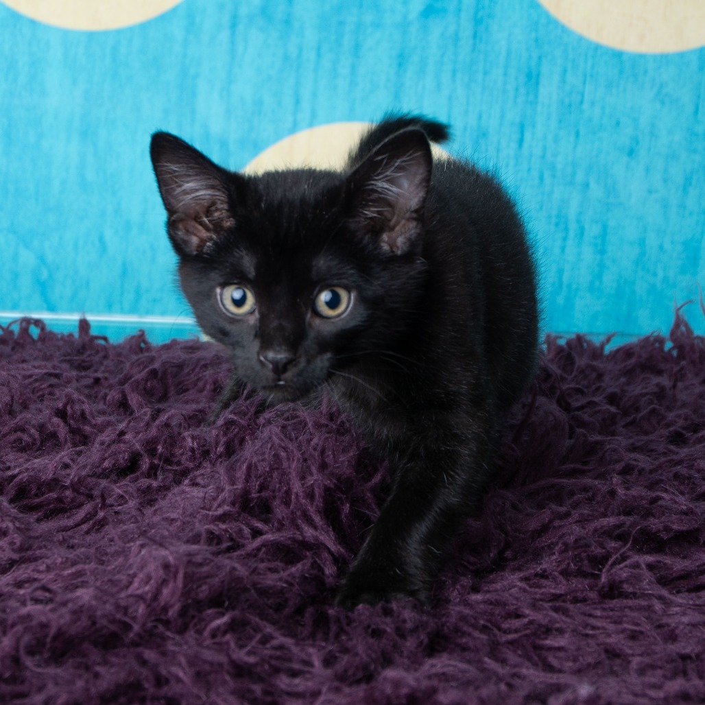 Zorro, photo 2