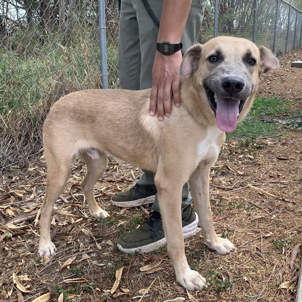 TANNER - Shepherd available for adoption