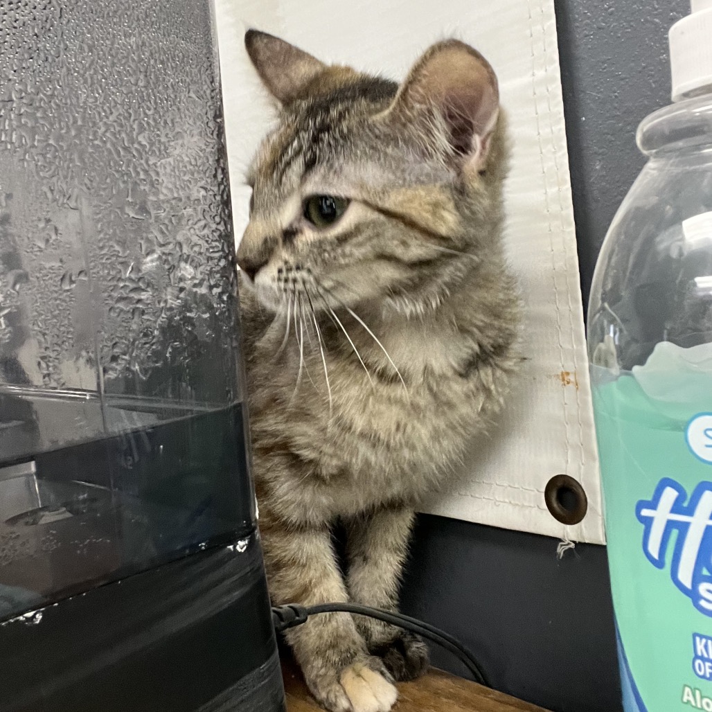 Nala, photo 2