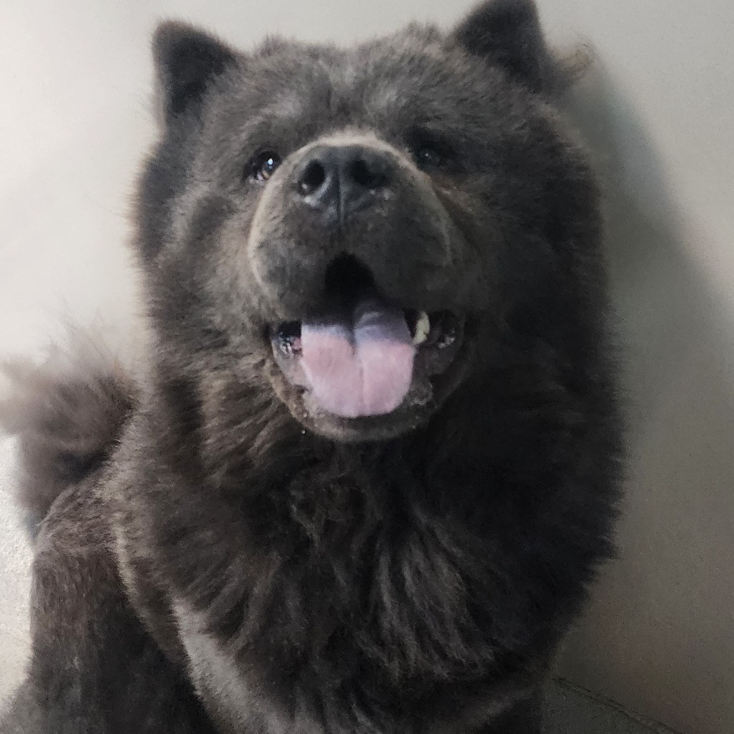 Kennel#32 Bluey's preview photo