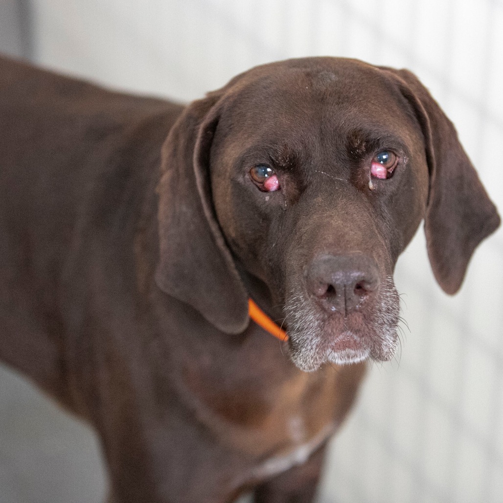 DOMINIC (S26-03) - Pointer / German Shorthaired available for adoption
