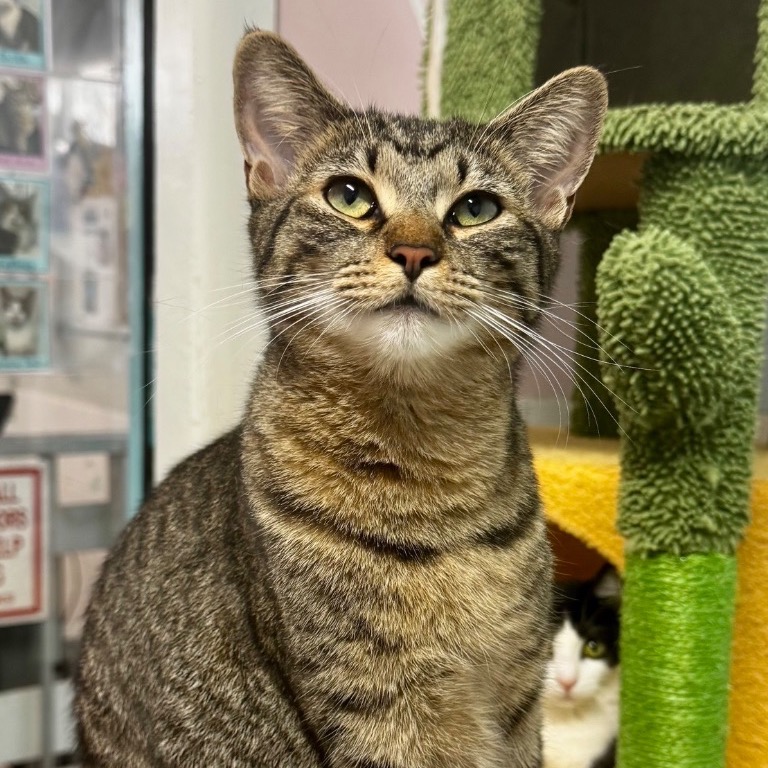 Image of Kit Kat looking at the camera