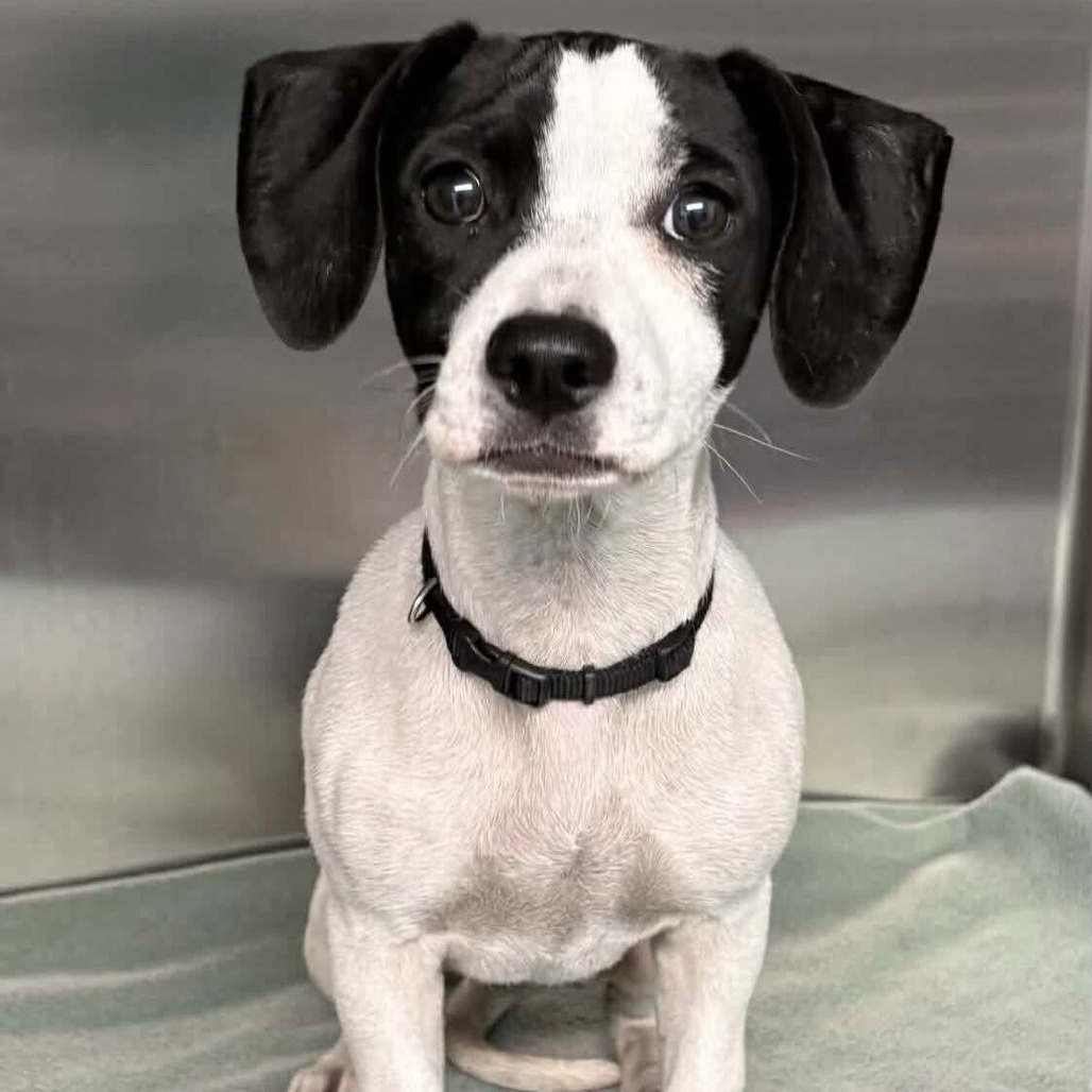FOSTER NEEDED - Moo Moo