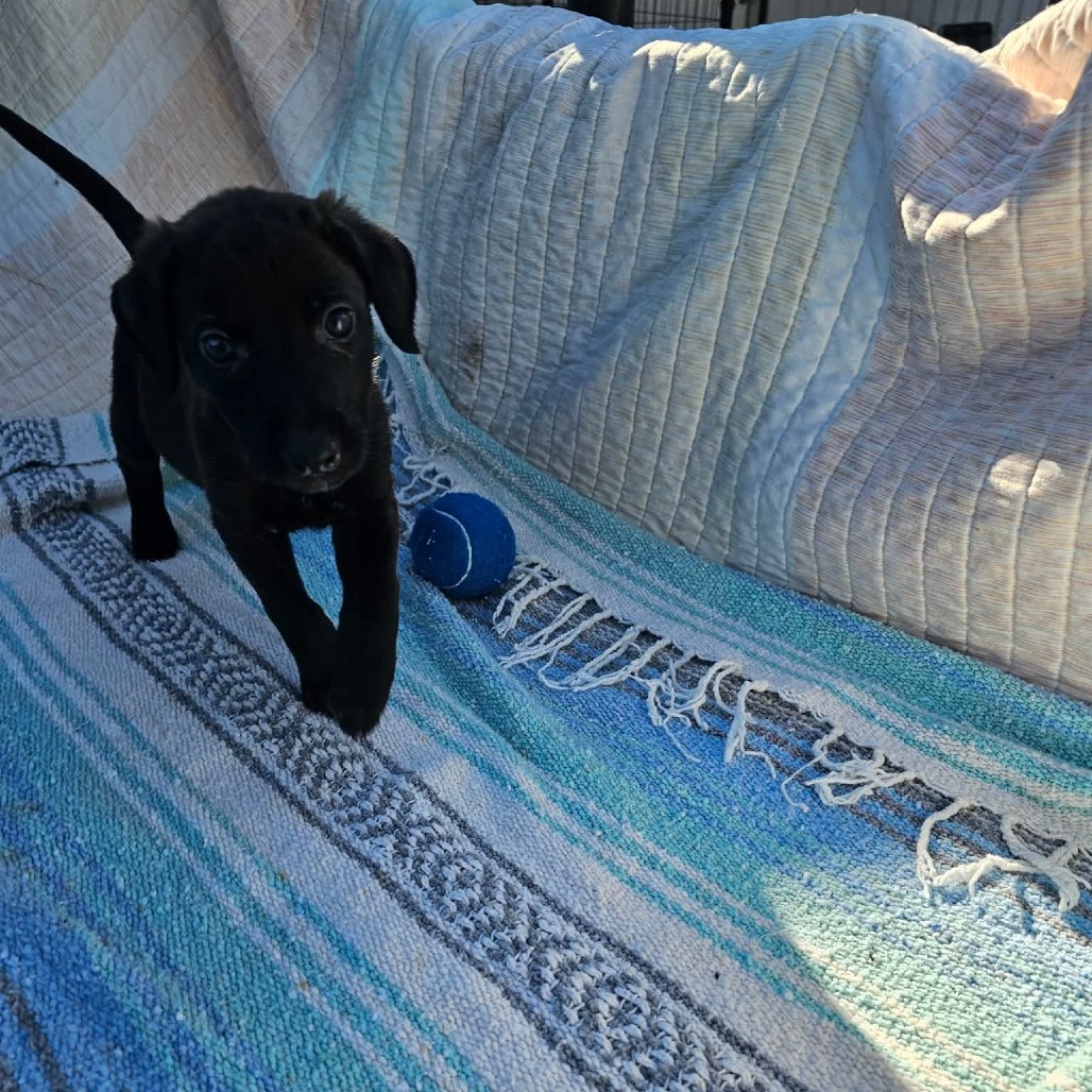 Sunny, a Retriever / Shepherd
