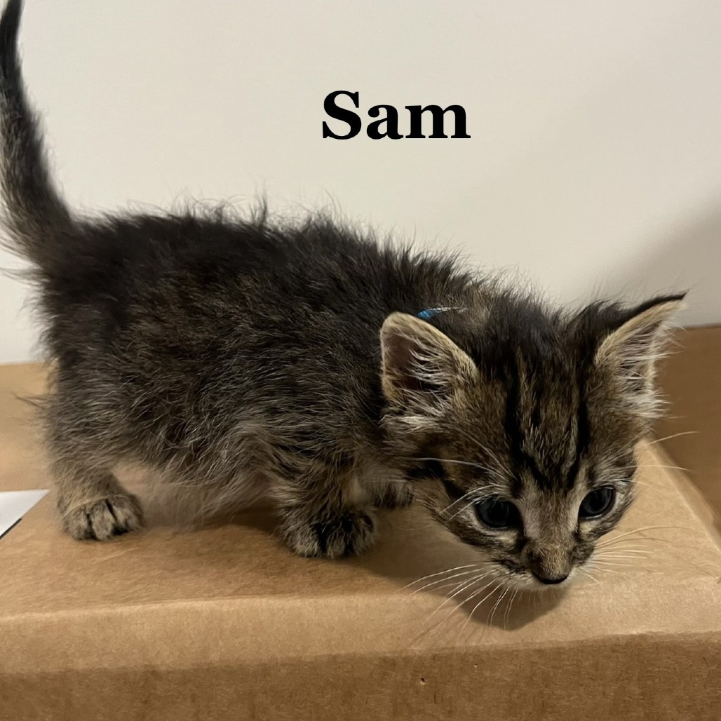 Sam C12416