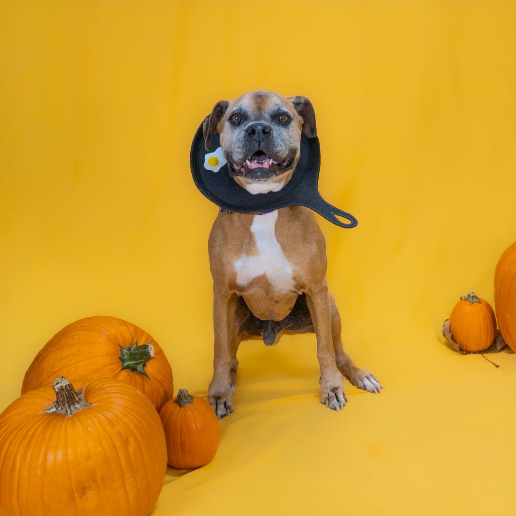 Dexter  the Dog