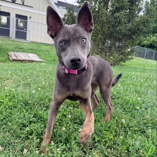 JEWEL-3977 - Mixed Breed (Medium) available for adoption