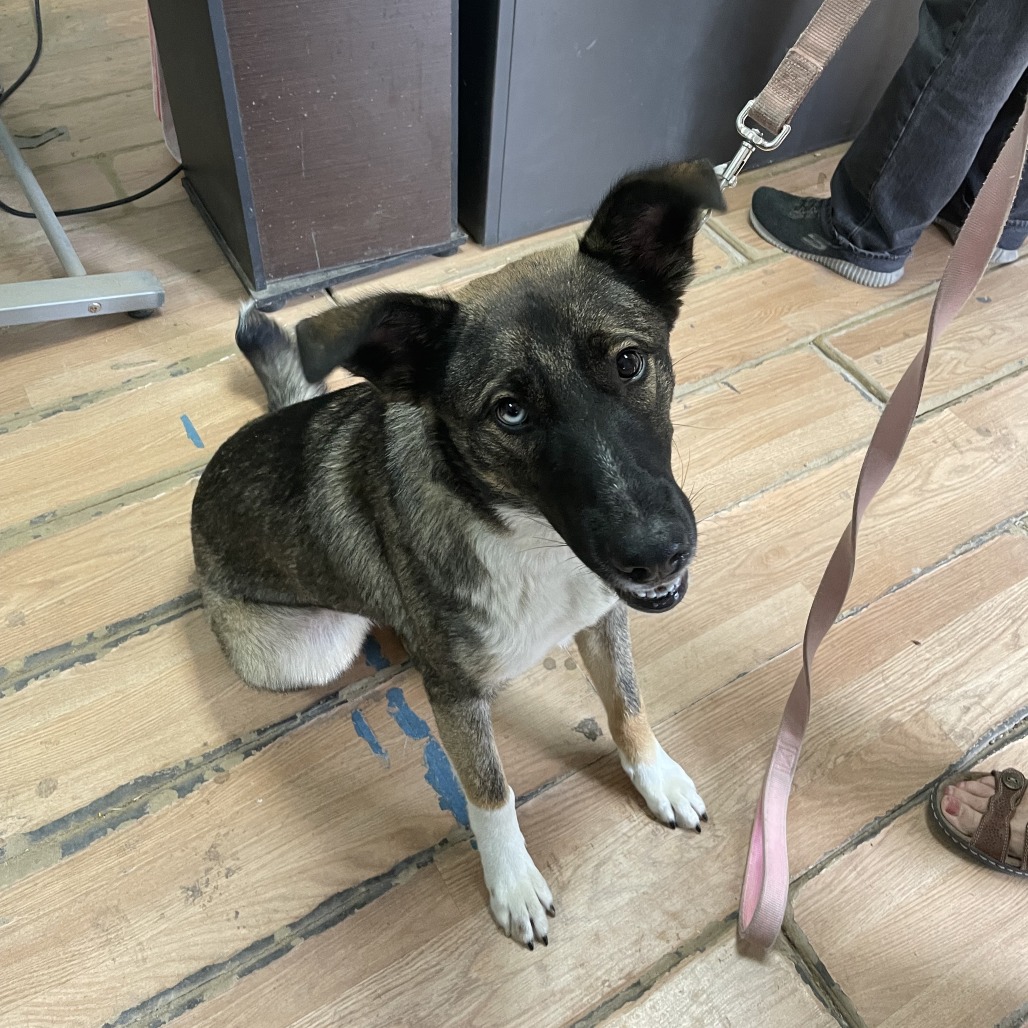 GIRLIE GIRL - Shepherd / Mix available for adoption