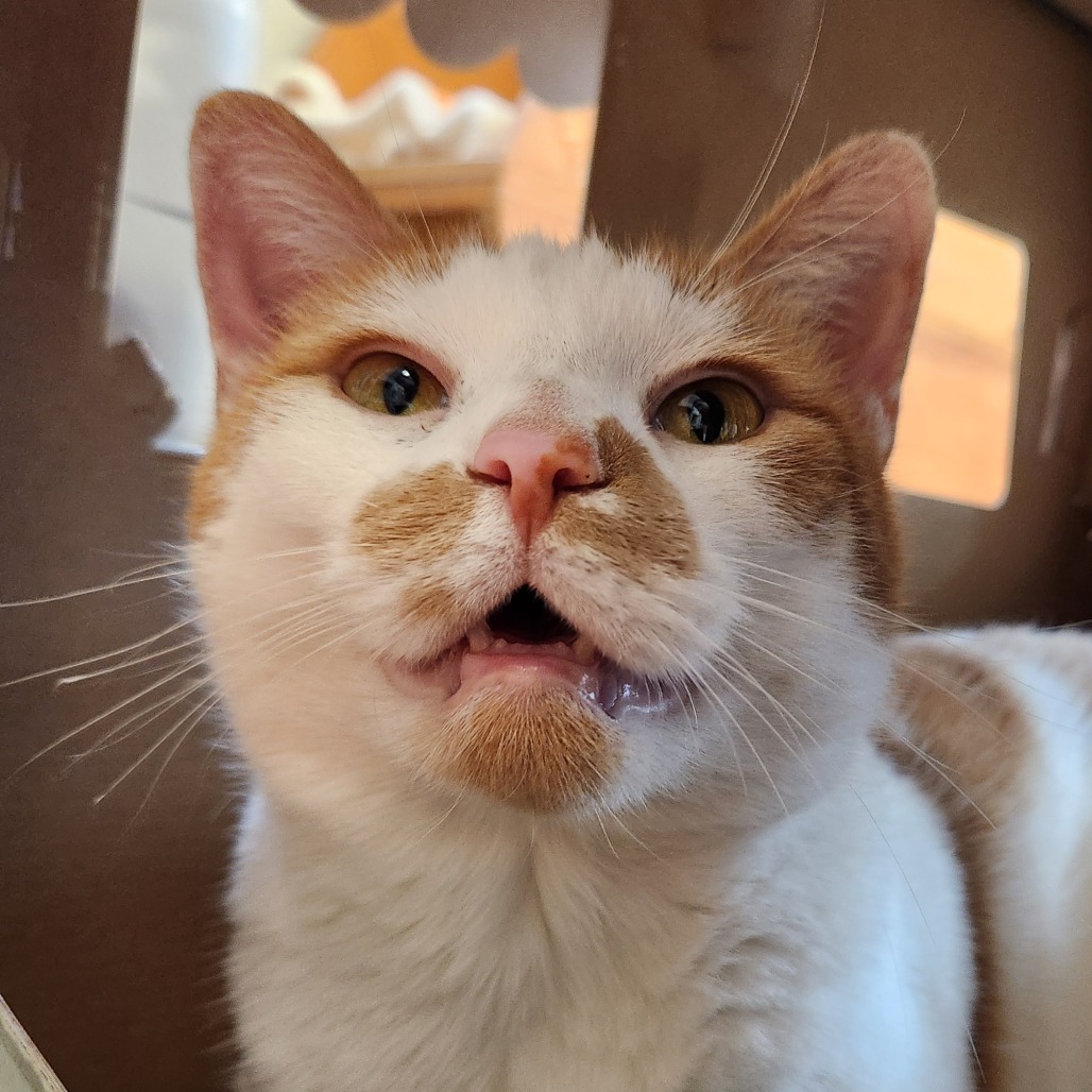 Mango, photo 11