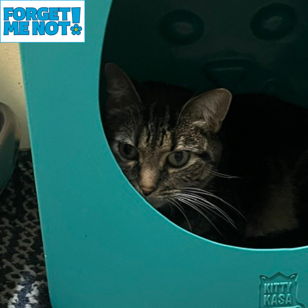 AMARI - Domestic Shorthair available for adoption