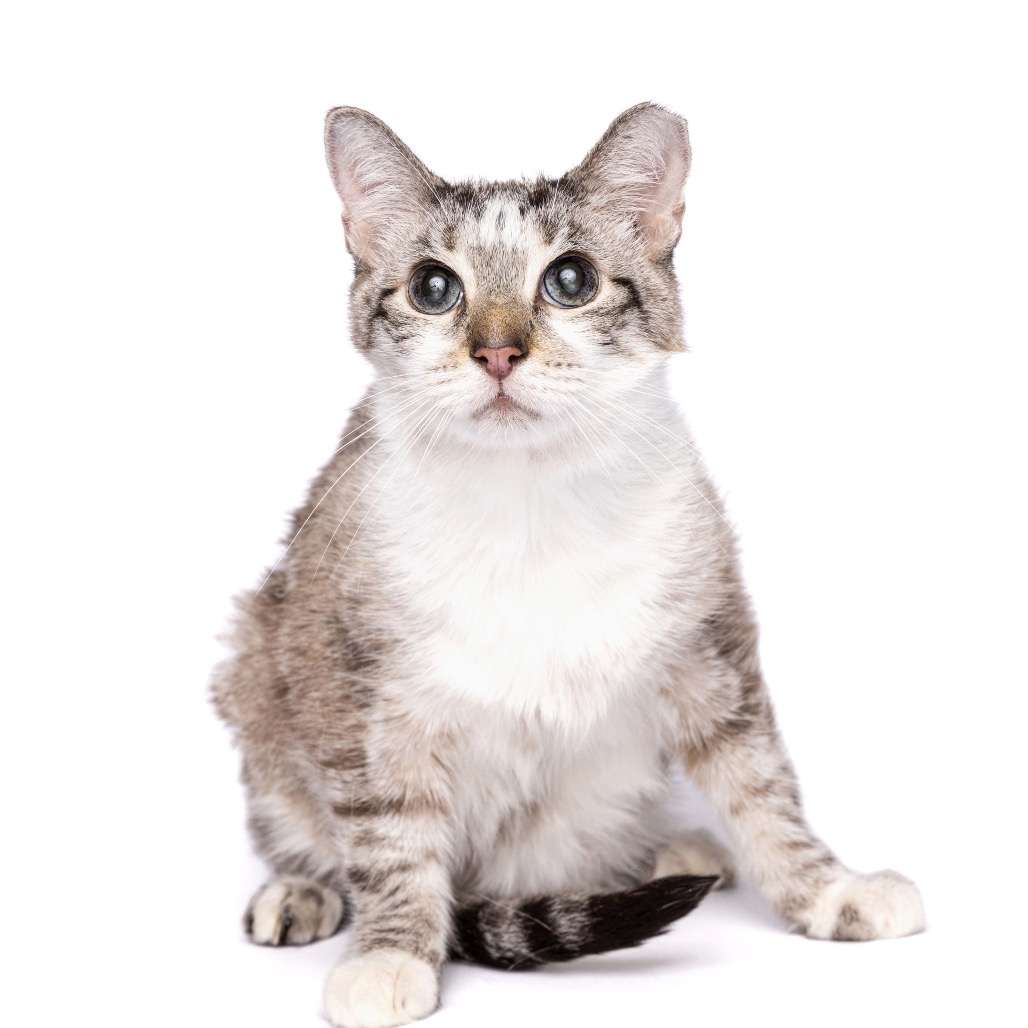 PEANUT - Siamese / Domestic Shorthair available for adoption