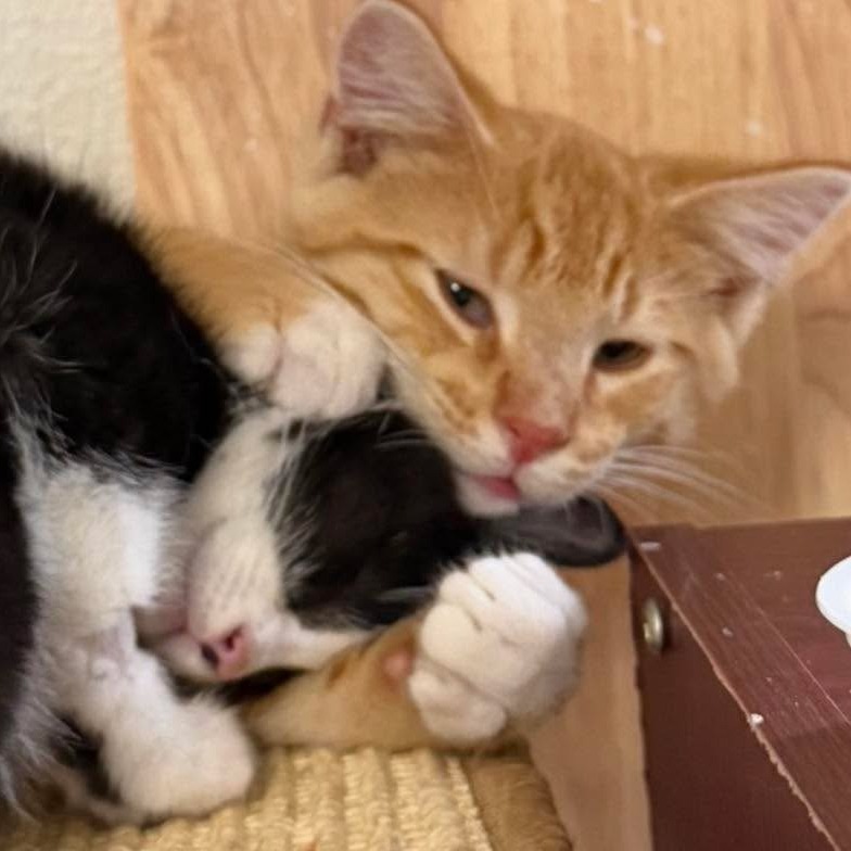 Simon, available for adoption