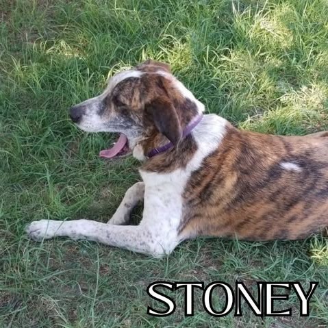 Photo of Stoney