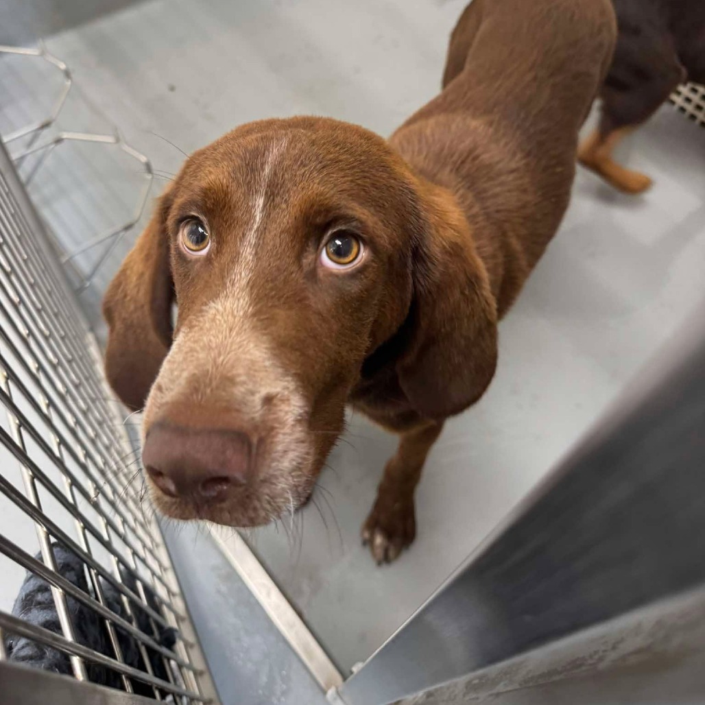 CAPTAIN - Hound, Bloodhound / Pointer, German Shorthaired available for adoption