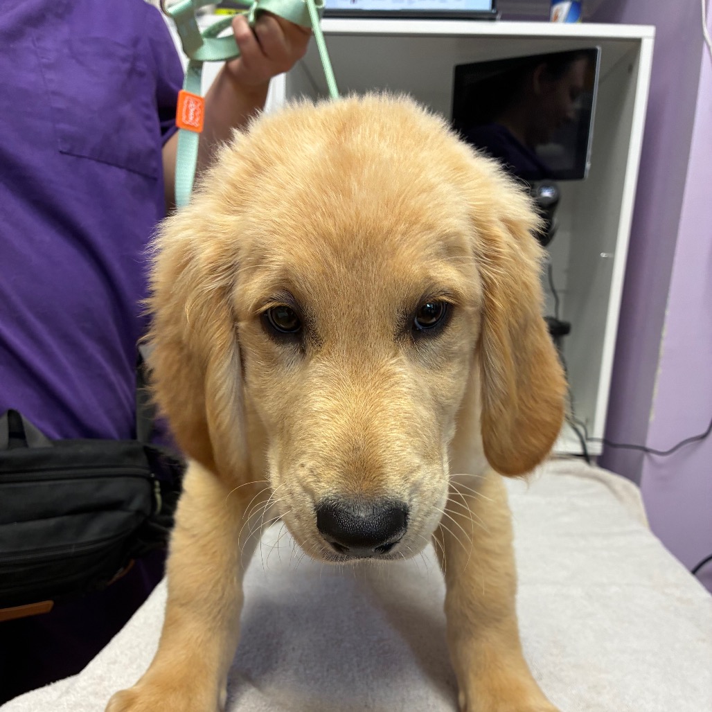 Golden Retriever