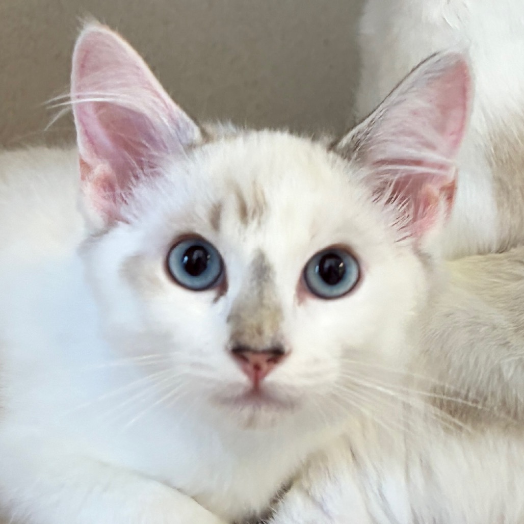 Jazz - Domestic Shorthair