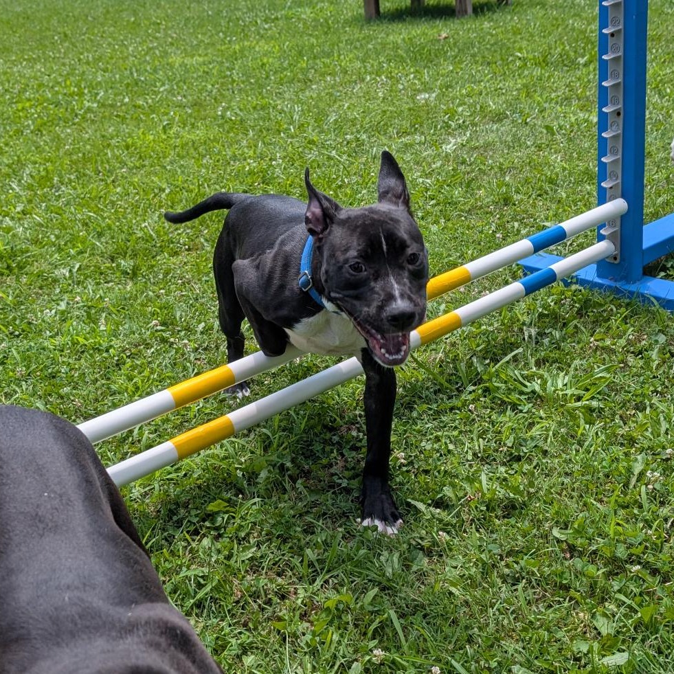 RUDOLPH - Mixed Breed (Medium) available for adoption