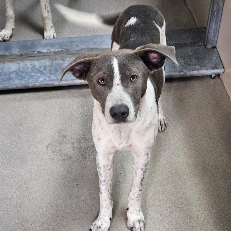  Kennel#3b Modie's preview photo