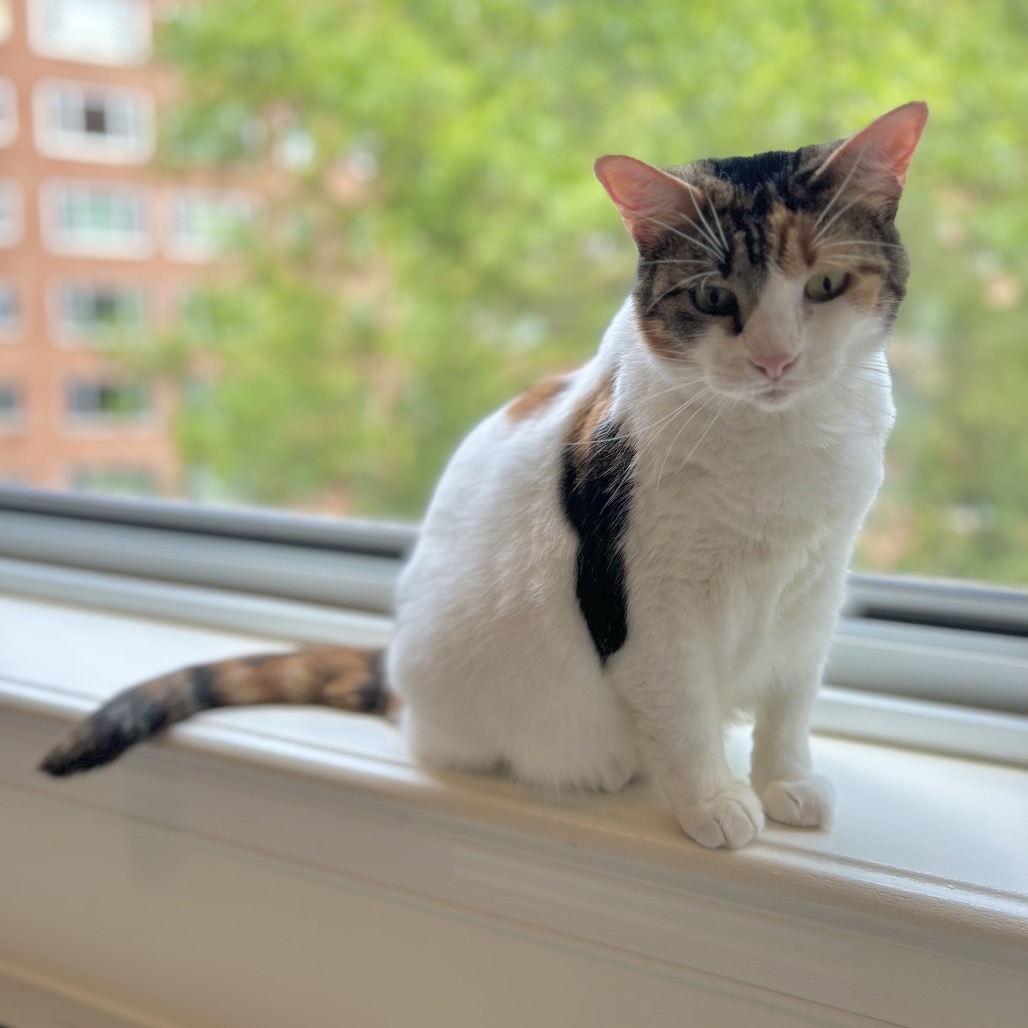 Sandy — thumbnail 5