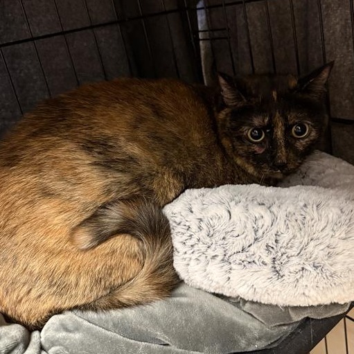 Dolly Purrton picture #2