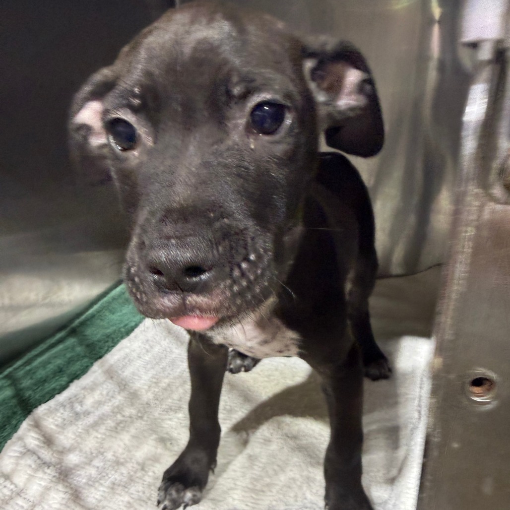 MENTOS GUM - Mixed Breed (Medium) available for adoption