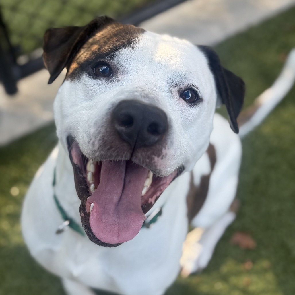 Pleasant Pup, photo 14