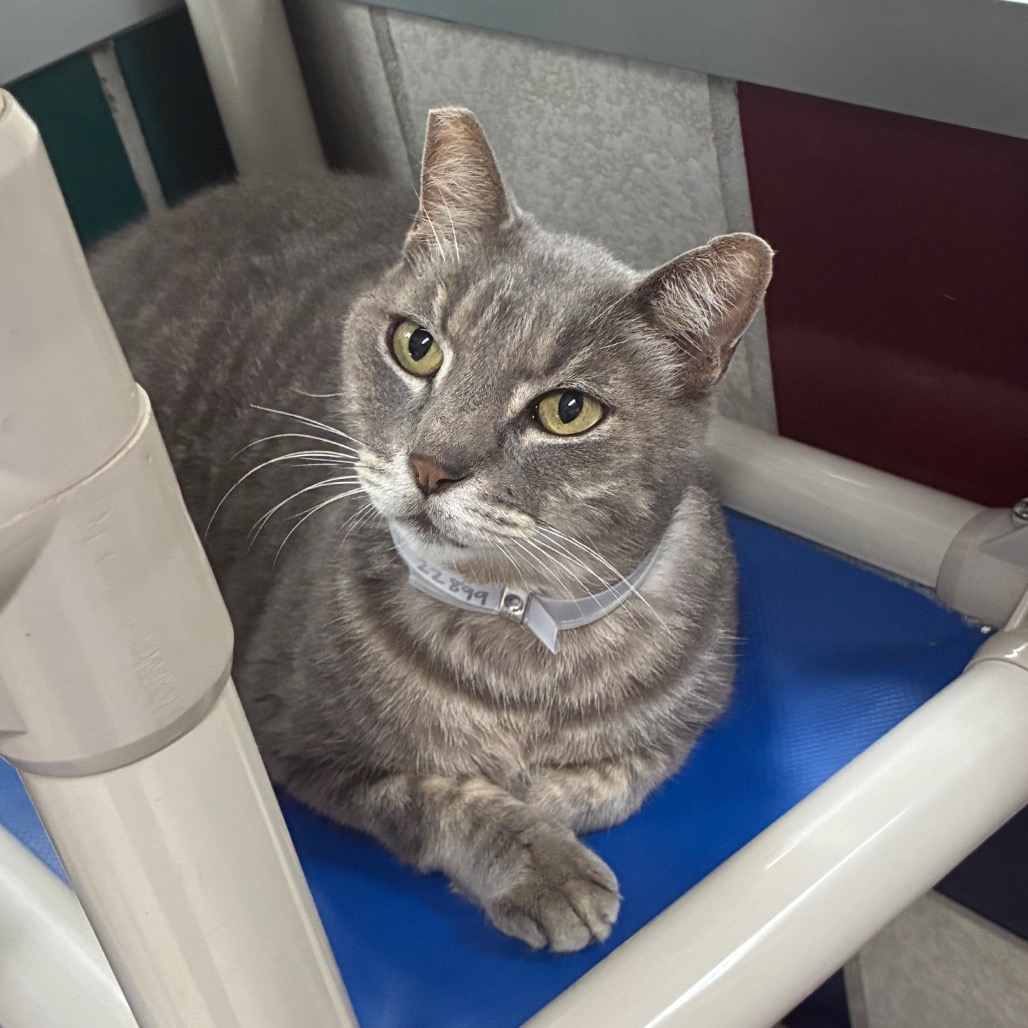PAPI - Domestic Shorthair available for adoption