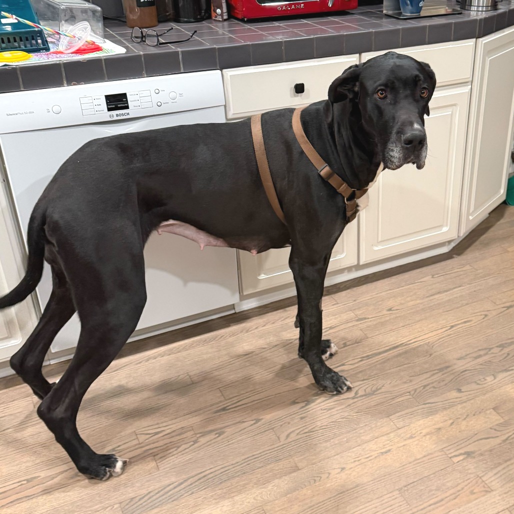 Lady — thumbnail 2