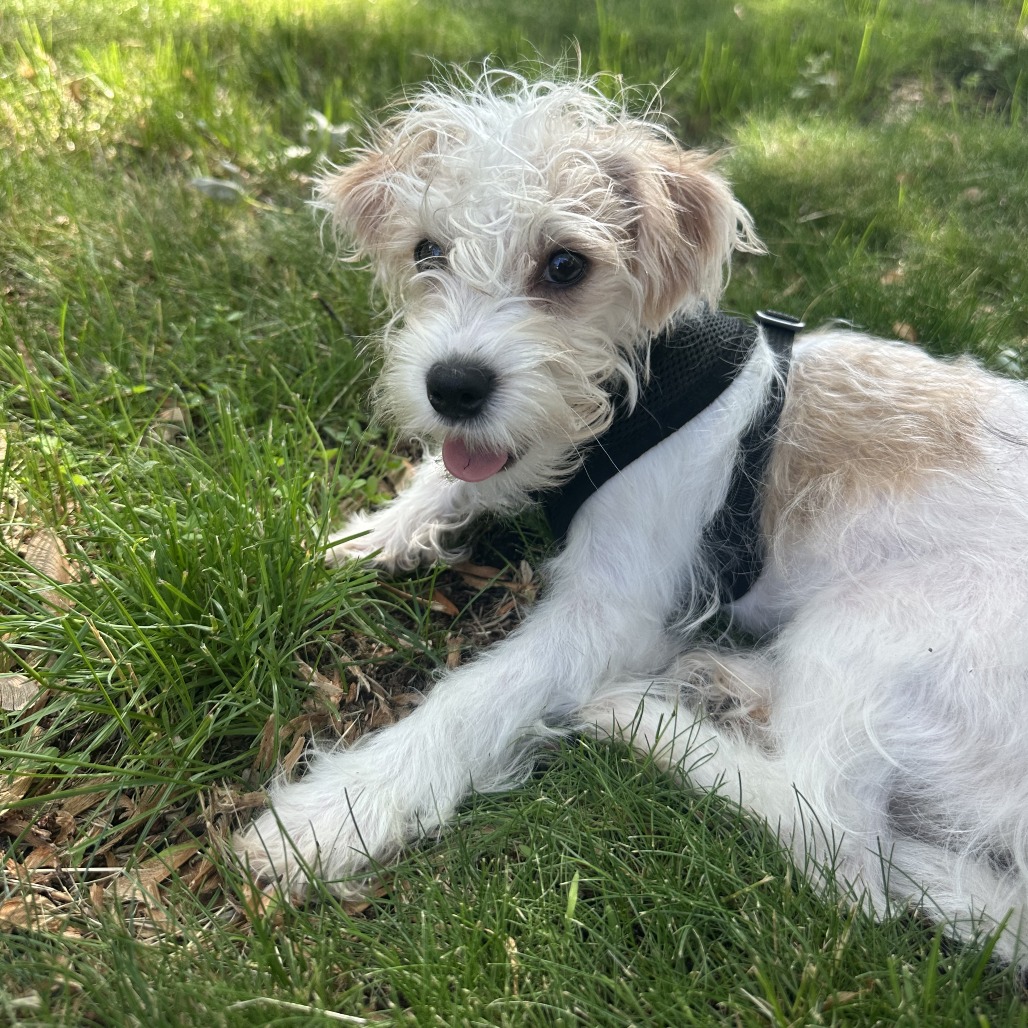 Scrambler Rescue Scrambler D69835 is available for adoption at The Bond Between