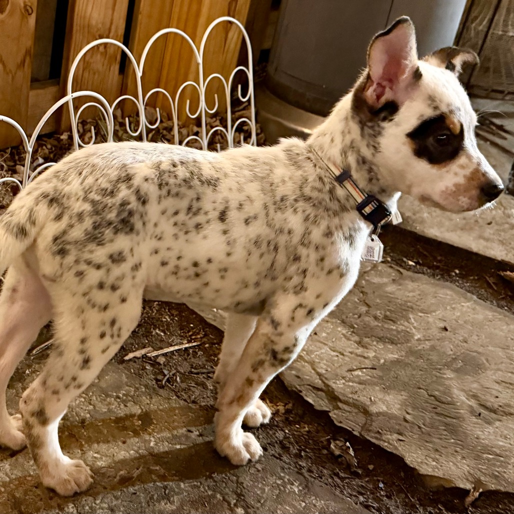 Woodstock — thumbnail 3