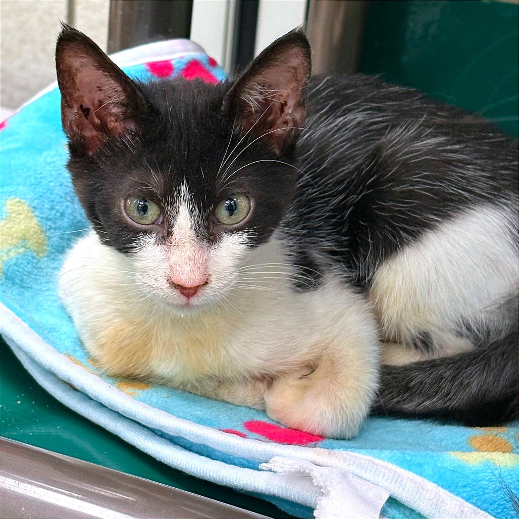 BLISSA - Domestic Shorthair available for adoption