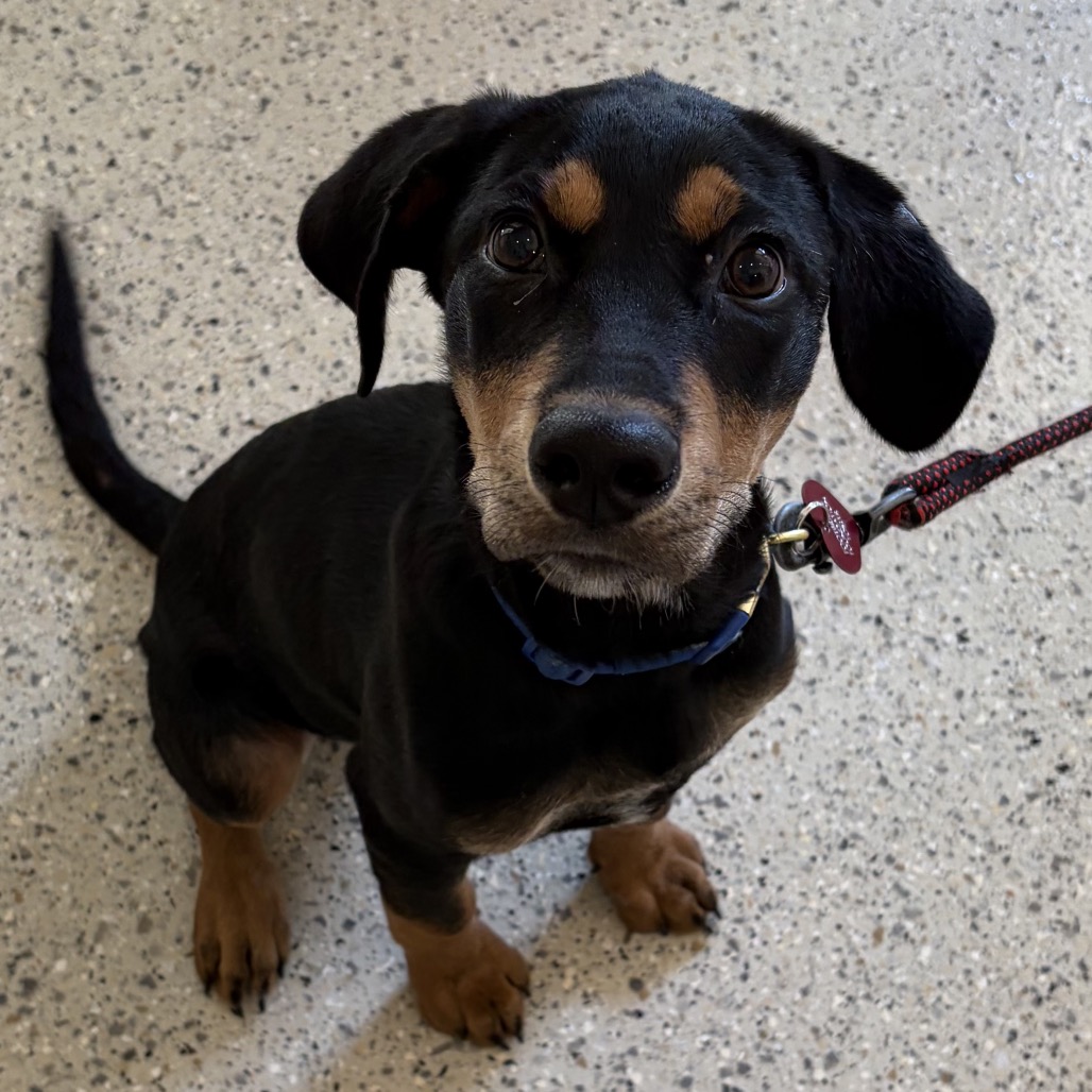 ROWDY - Retriever, Labrador / Rottweiler available for adoption