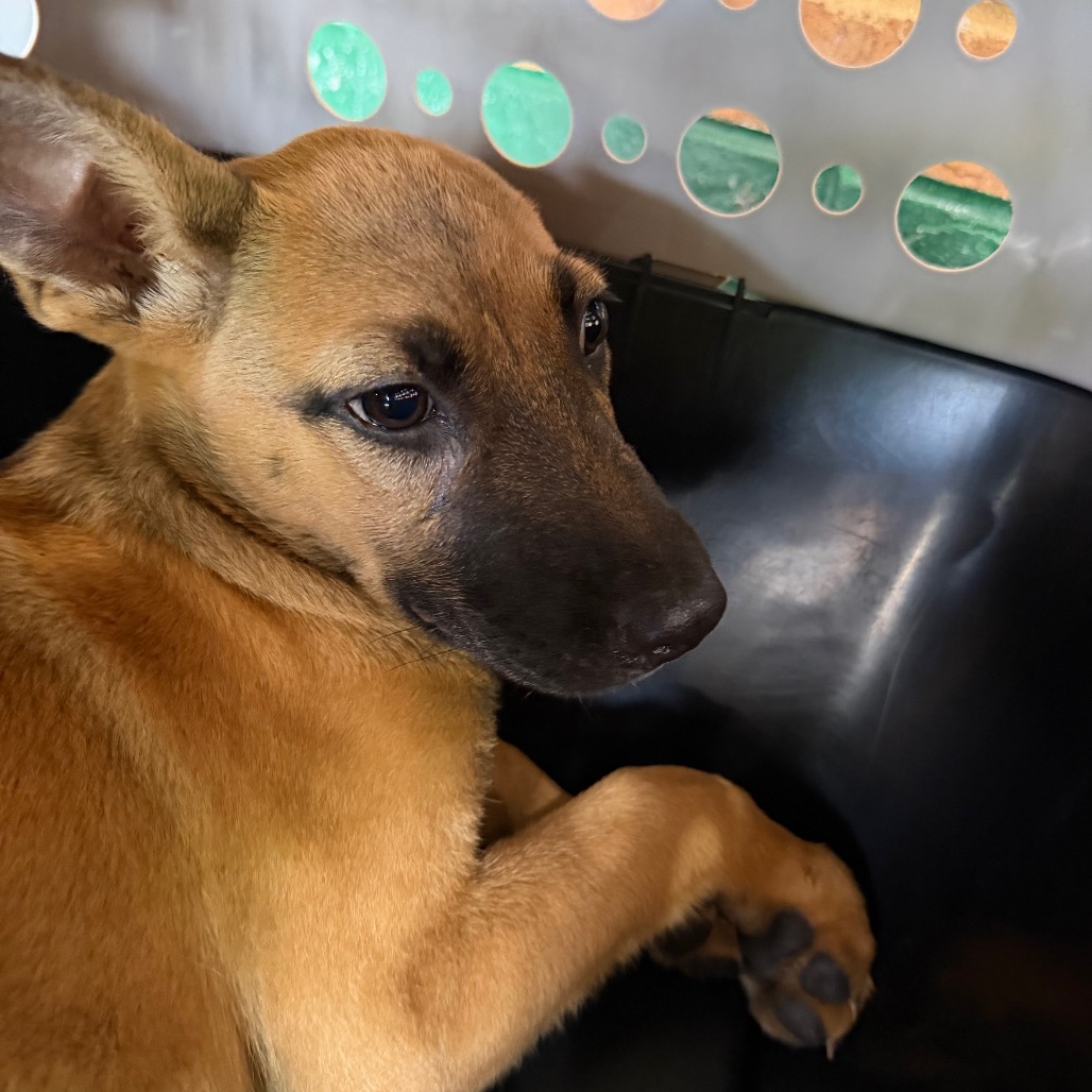 Belgian Malinois