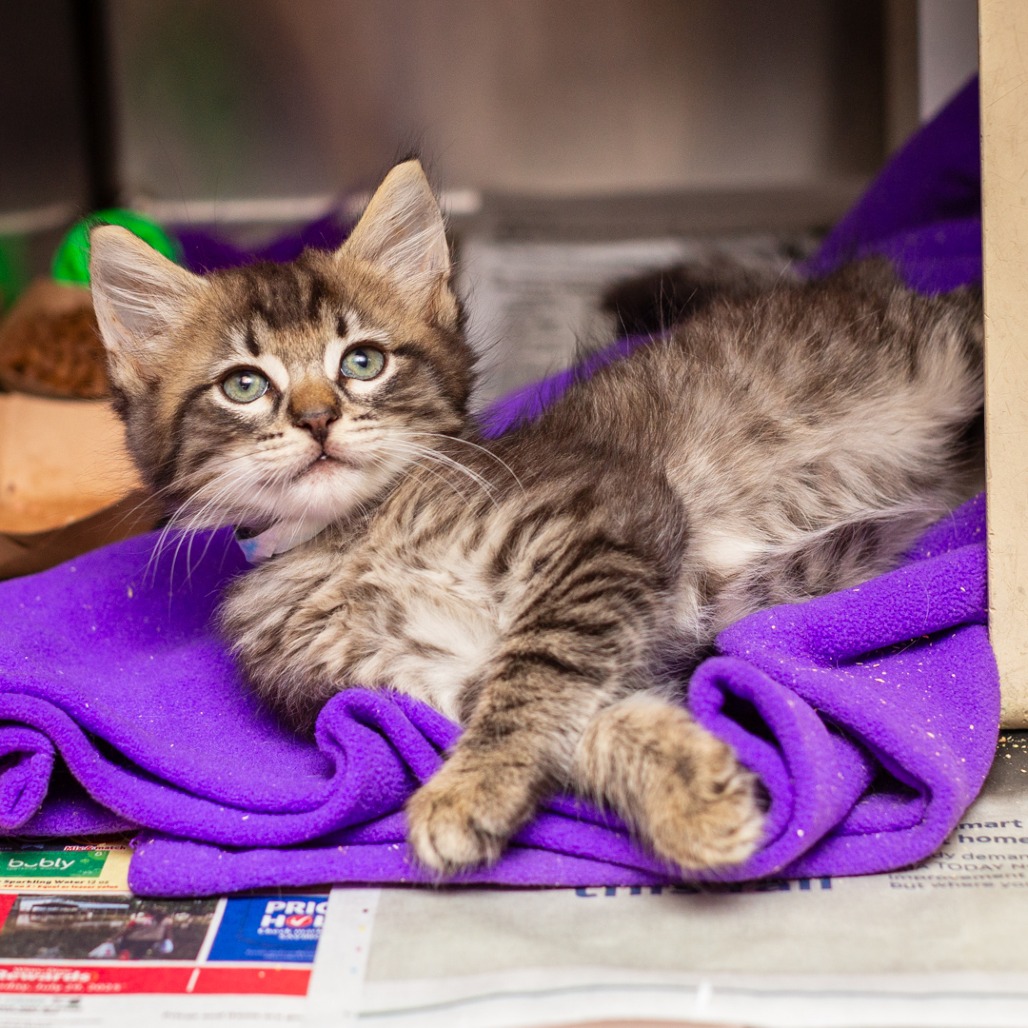 CAPPUCCINO - Domestic Medium Hair available for adoption