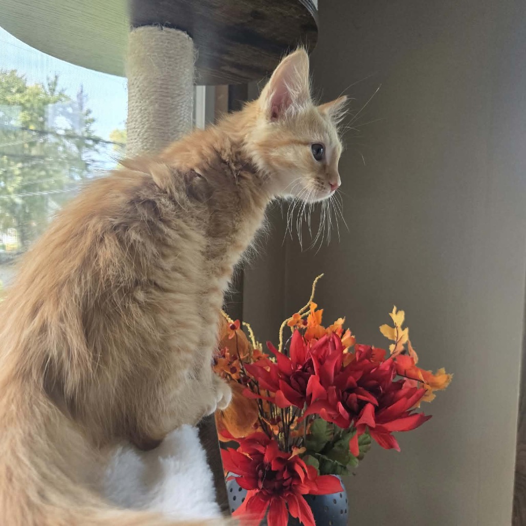 PANCAKE-AT PETSMART MADISON EAST - Domestic Medium Hair available for adoption