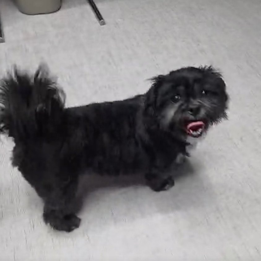 Chewy, photo 5