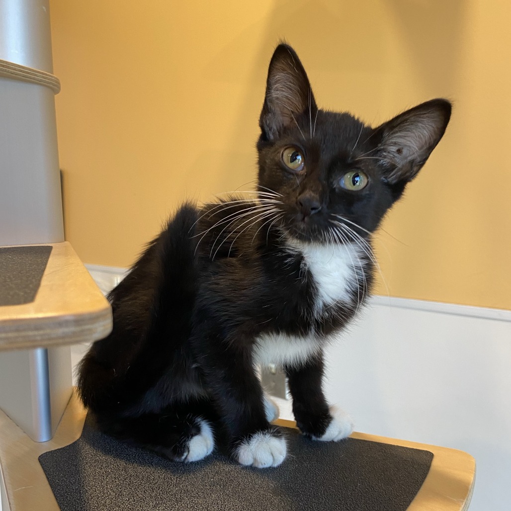 FROGGER - Domestic Shorthair available for adoption