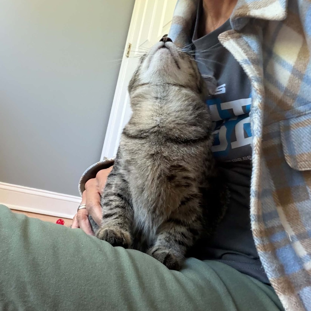 Nala, photo 4