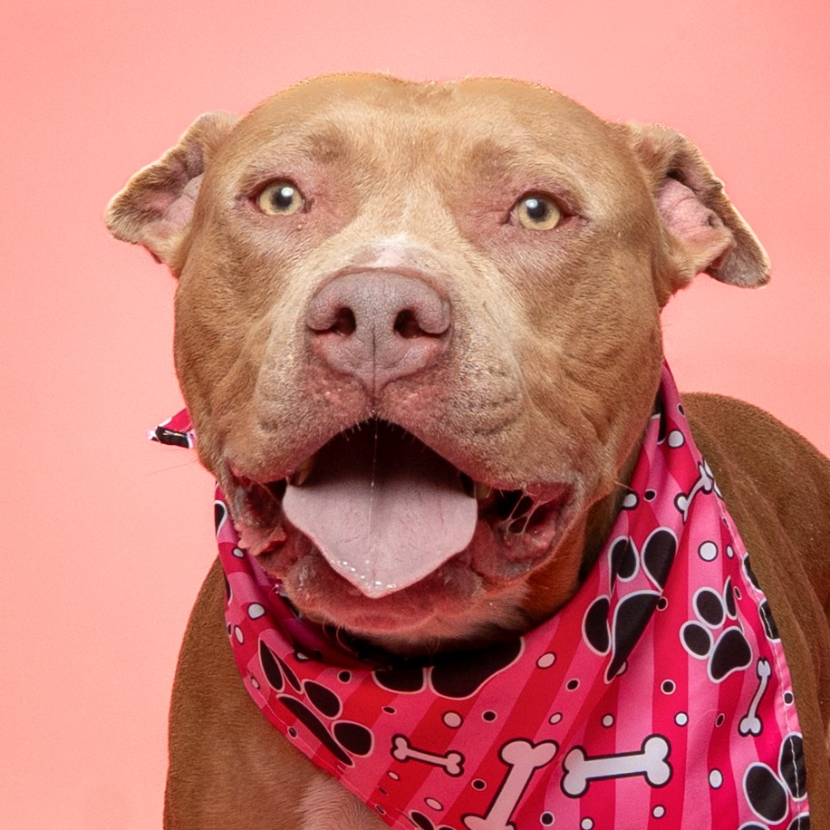ADOPT A PET | WEST VALLEY HUMANE SOCIETY