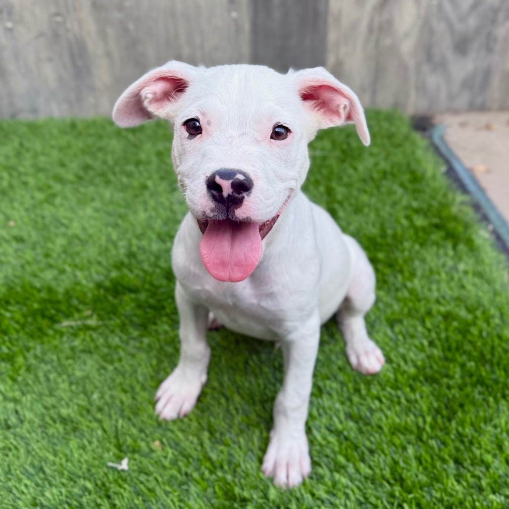 Boo is available for adoption at Palm Springs Animal Shelter