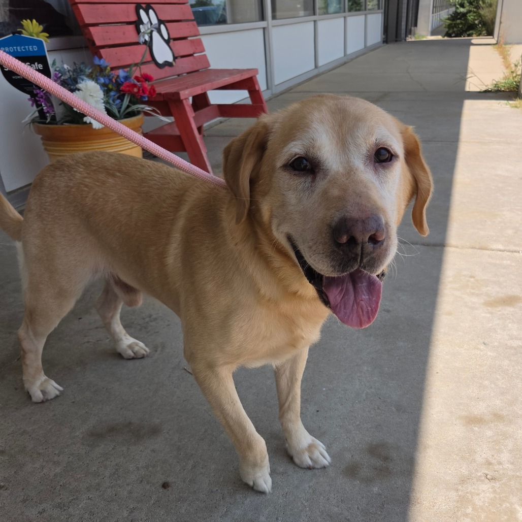 Ol Yeller, photo 5