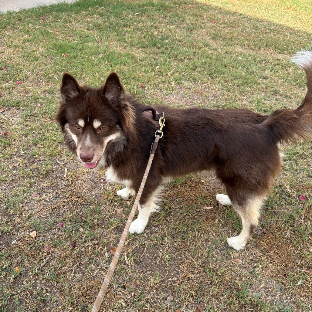 JASPER - Husky / Shepherd, Australian available for adoption