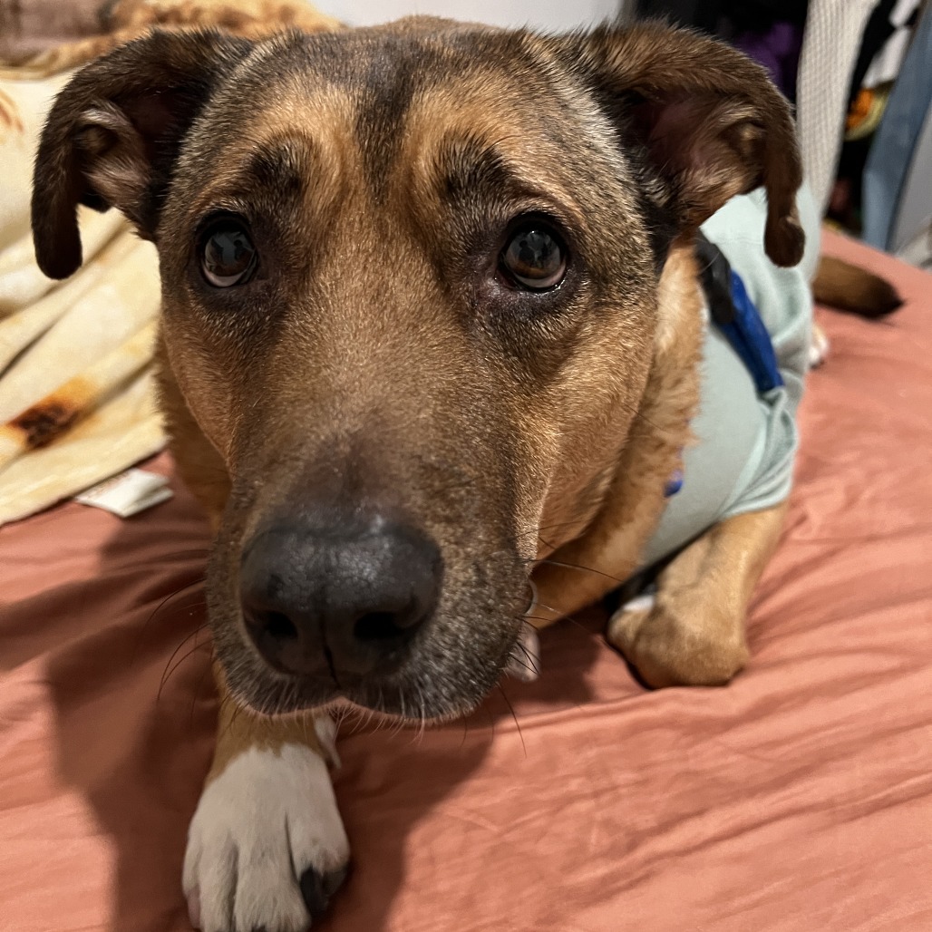 Koda, photo 8