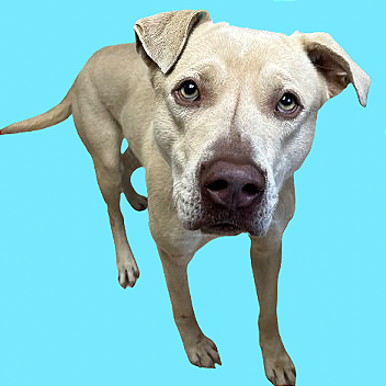  Photo of Ramen Noodle