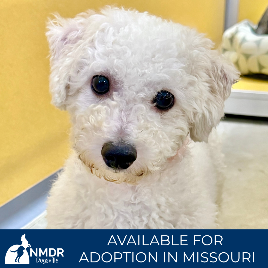KASH (AG26-19) - Bichon Frise available for adoption