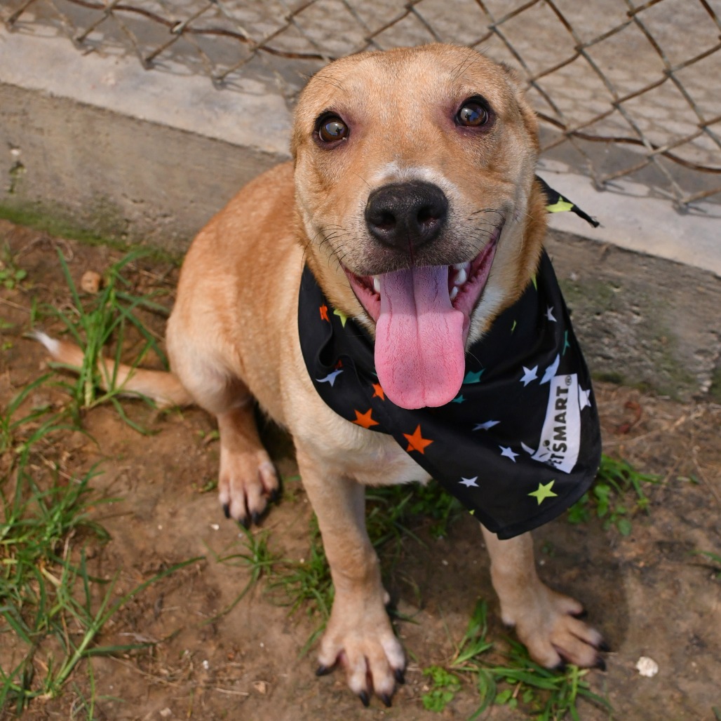 FLETCHER - Shepherd / Mix for adoption in Beaumont