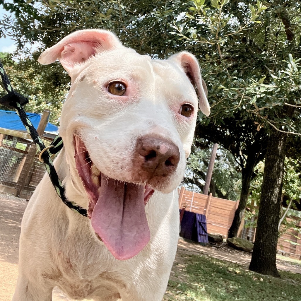 SUGAR - Terrier, American Pit Bull / Mix available for adoption