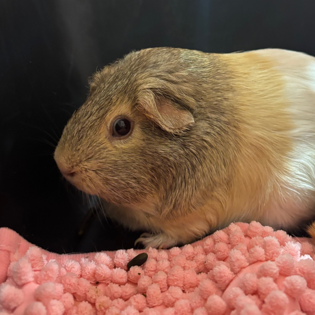 Tater Tot