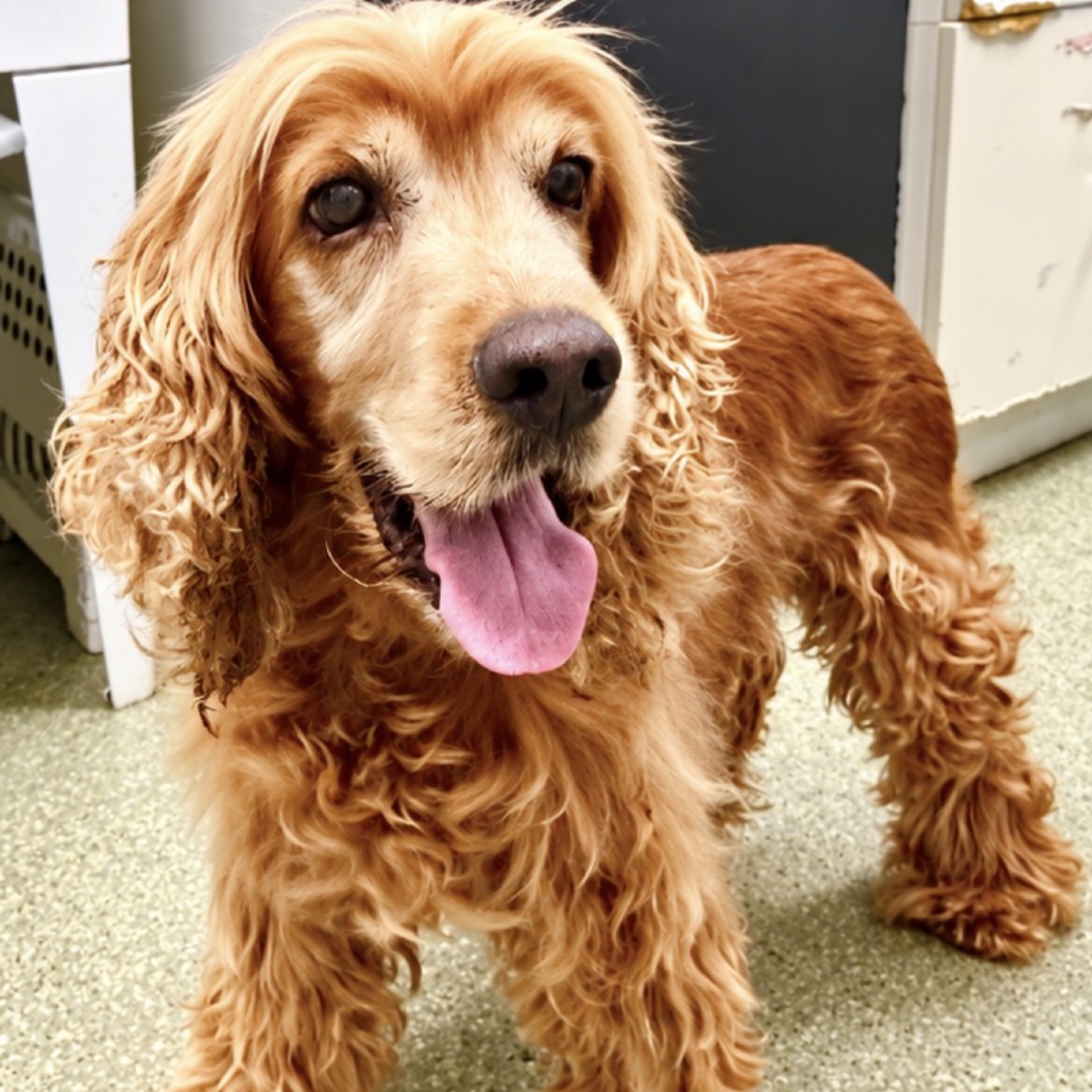 MALONEY - Spaniel / Cocker available for adoption