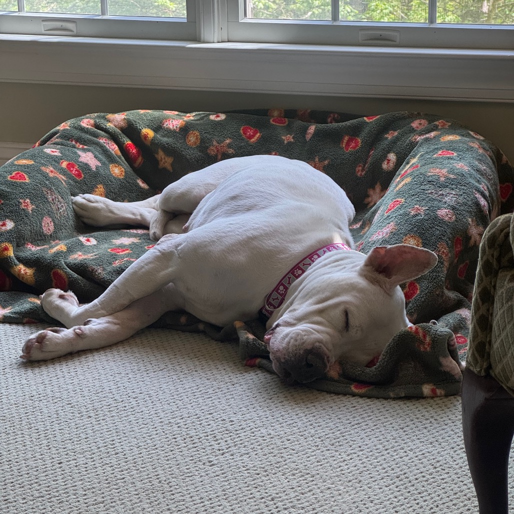 Marley, photo 22